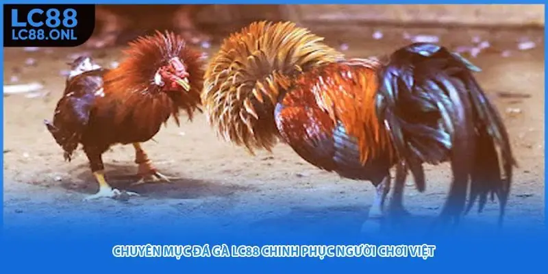 Chuyên mục đá gà LC88 chinh phục người chơi Việt