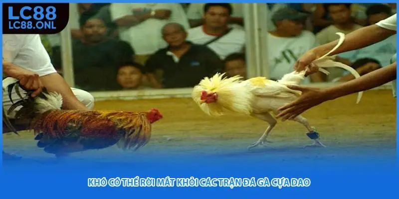 Khó có thể rời mắt khỏi các trận đá gà cựa dao 