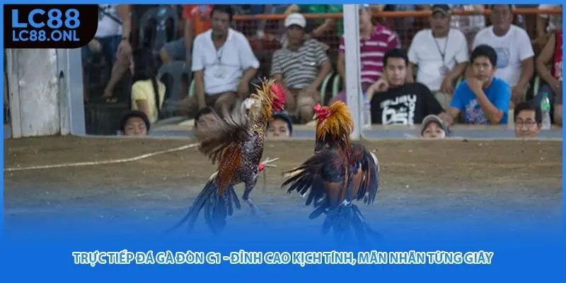 Trực Tiếp Đá Gà Đòn C1 - Đỉnh Cao Kịch Tính, Mãn Nhãn Từng Giây